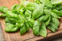 Sweet Basil, Genovese Basil, Thai Basil, Purple Basil, Lemon Basil, Holy Basil, Italian Large Leaf Basil, Napoletano Basil, Cinnamon Basil, Spicy Globe Basil, Lettuce Basil